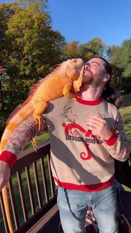 #Iguana #lizards #reptile #exoticpets #animals #pets #animalsofinstagram #dinosaur #lizardlover #reptilepets #exoticreptiles #reptilehouse #reptileworld #reptileoftheday #зоопарк #albinoiguana #ignature #babyiguana #wildliferescue #wildlifegeographic #lizardlife #reptileroom #トカゲ #fatherofdragons #iguanaverde #iguanagram #scaleybaby #jacksonchameleon #beardie  #petoninstagram 