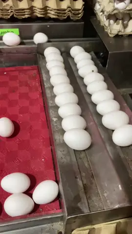 #SortingEggs with our very own Graded Machine