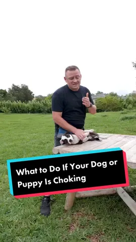 What to Do If Your Dog or Puppy Is Choking #dog #puppy #dogsoftiktok #doglover #doggo #puppies #puppylove #puppiesoftiktok #fyp