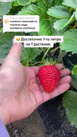 Ответ пользователю @бобо  Как поливать клубнику ? #домисад #клубника #поливрастений 