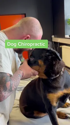 #chiropractic #chiropractortiktok #usa_tiktok #dogsoftiktok #viral #foryou  @Melissadeines 🙏