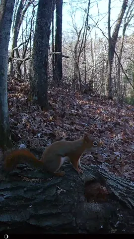 Red Squirrel Warning Call Sound #ardilla #écureuil #белка #esquilo #松鼠 #गिलहरी #سنجاب 