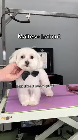 #storytime #doggrooming #dogs #dogsbylogan 