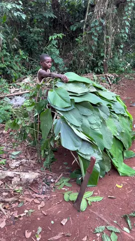 Documentando en África. Así se construye una casa ecológica en los Pigmeos Baka. Vivir en la selva. #documentary #tiktoktravel #tiktok #travel 