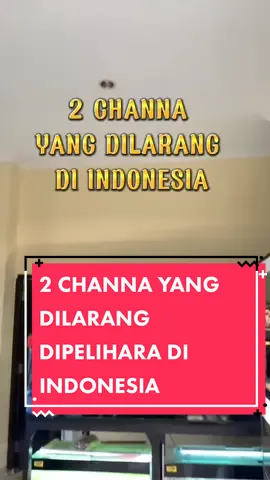 lanjut apa lagi nih #chana #chanaindonesia #chanaindonesia🐳😊 #chanaargus #chanamarulius #inpasif #uud45 