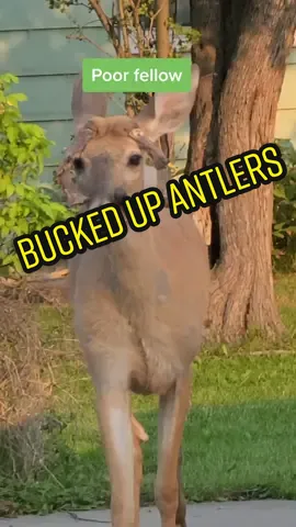 His antlers are bucked up! #weirdantlers #shedantlers #deformedantlers #funkybucks #buckdeer #buckdeer🦌  #DisneyParksVoices 