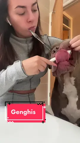 Ues my dog hers his teeth brushed day and night #dog#xlbully#dogsoftiktok #adayinmylife #funnydog