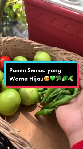 Update tomat mawar di kebun😍 sekalian panen semua tanaman yg warna hijau🥒🥬🥦 @infarm id #berkebuninfarm #infarmid #berkebun #berkebundirumahaja #panen #harvest #rooftopgardening #fyp #fypシ 