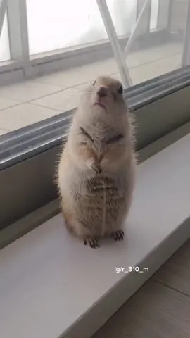 Are you talking to him?   I didn’t ask permission so please follow them so they dont get mad at me 😂 #imserious  Source: IG/r_310_m ⬅️ #follow  #prairiedog #prairiedogfyp #fyp #tiktok #smallanimal #pets #cutepets #funny #areyoutalkingtome #memes #