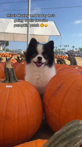 Sometimes ppl say “he’s just a dog” but he’s not. He’s a bumblebee and I stand by that. 🐝 Huxley loves pumpkins so we took him to the best pumpkin patch in our area. 🎃🐶  The marigold maze wasn’t so much it a maze as rows of marigolds but they were a cute spot for a bumblebee photo. Fresh kettle corn was 🤌 I love fall festivities and I’m kinda sad they’re ending. 😩 #pumpkindog #dog #puppy #cutepets #dayinthelife 