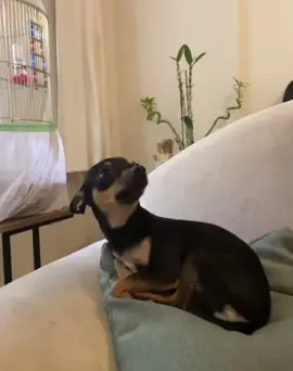 #dog #dogs #animal #animalsoftiktok #pet #pets #PetsOfTikTok #pinscher #smile #angry 