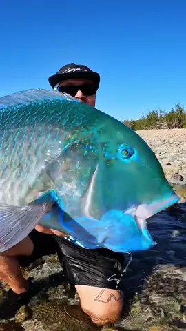 Here is the BEST LOOKING fish on earth! Wow #aquarium #fish #catchandrelease #fyp #fishingvideos #nature 