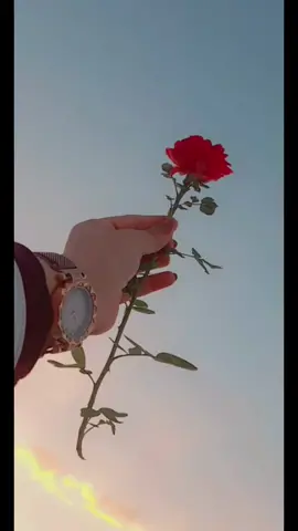 #لايك_متابعه_حركة_الاكسبلور❤🦋explorer #تصويري 📷#احترافي #مسكت #الورد 🌹#النيه #تشمو 🥰🥰