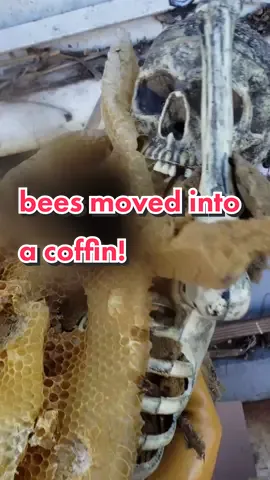 we couldn't bee-lieve these bees moved into a coffin 🐝💀 #beetok #bees #animals #bugs #spooky #Halloween #nature #scary   *skeleton is a prop and not real*