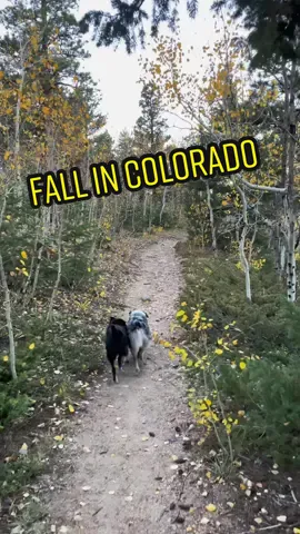 Fall in colorful Colorado 🍁 #colorado #travel #fallorado #fall #Hiking #dogtravel 