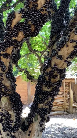Jabuticaba 😍 #jabuticaba #hidrolandia #tocantins 