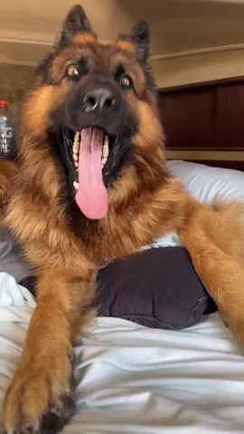 Hungry wolf. #fyp #germanshepherd #dog #wold #doggie #dogs 