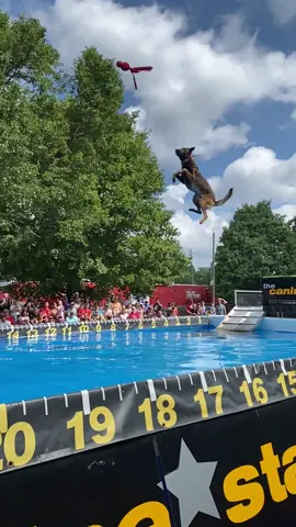 Canine airlines ✈️ (🎥 @canine.stars ) #EXTREME #UNREEL #K9 #Canine #Fyp #Foryou 