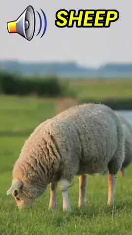 Suara Domba #suarabinatang #allaboutanimalsounds #domba #sheep 