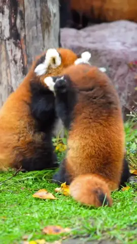 Mom doesn't allow us to fight. Have you forgotten?#fy #fyp #trending #cute #redpanda #fighting #goodboy #lovely 