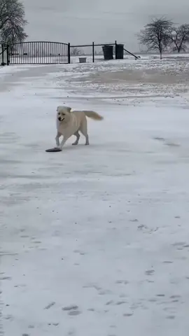Adakah terdapat orang di sekeliling anda yang berjalan seperti ini?#dog #silly #cure #happy 