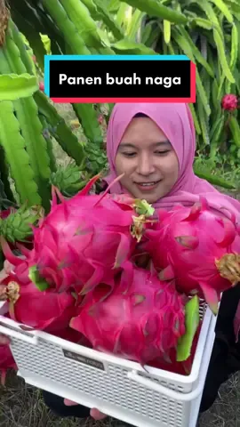 Panen buah naga #fyp #foryou #panenbuah #buahnaga 