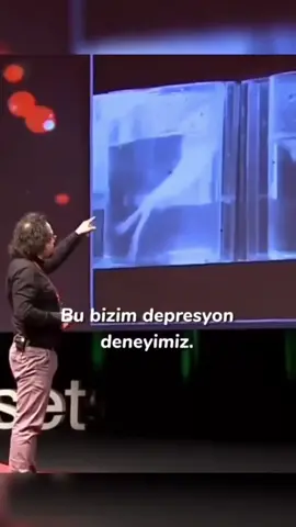 #psikolojikgerçekler #terapi #ruhsağlığı #psikoloji #depresyonda #depres 