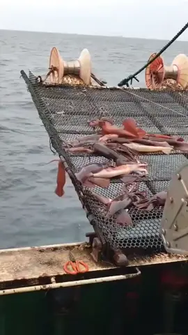 cho những ai thắc mắc mực xà có ngon hay không?? #xuhuongtiktok #AnCungTikTok #xuhuong #danbien 