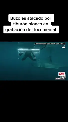 #tiburon #blanco #ataquedetiburon #tension #viralvideo #parati #foroyupage #sigueme_para_mas_videos_asi 