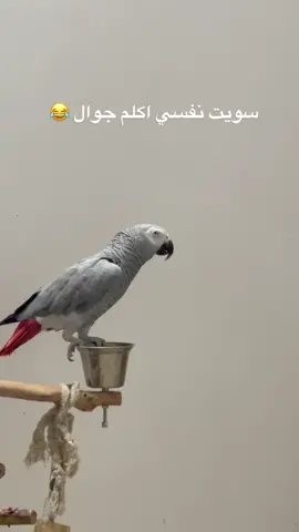 #كوكو #صلاه#ببغاء#الرياض 