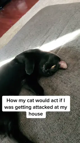 #cattok #cats #catsoftiktok #humor #pethumor #fypage #fy #nofucksgiven #foryou #funny #breakin #nofgiven 
