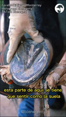 Limpiando tejido muerto en cascos de los caballos, a este tipo de limpieza se le llama barefoot… lo sabias? #barefoothorses #caballos #caballosmexico #limpiezadecascos #barefootencaballos #caballosbonitos #caballossanos #cuidadodecaballos #horse 