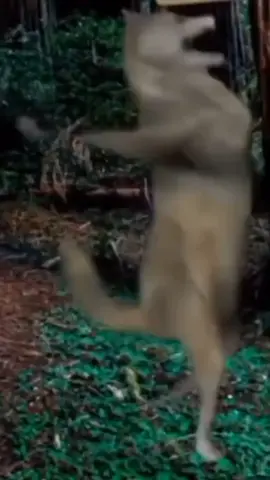 Пан Роман топ!!!@пан Роман #панроман #силапокаяння #петроолексійович #протирозпусти 