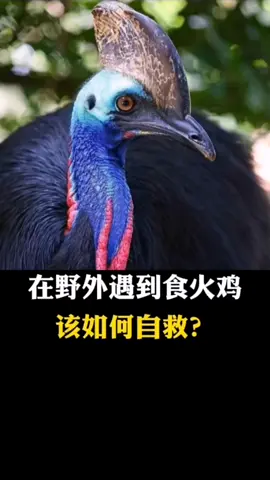 你遇过危险的食火鸡吗？ #动物世界 #分享视频 #自救