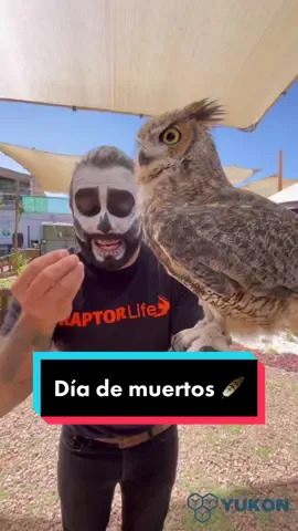 Mitos y leyendas 🦉🪶 #DiaDeMuertos #AprendeEnTikTok #buho #fyp #mitos 