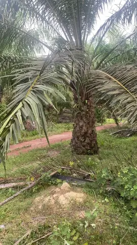 jadi kerjaa hahaha #genglorisawit @blackskin🤘 