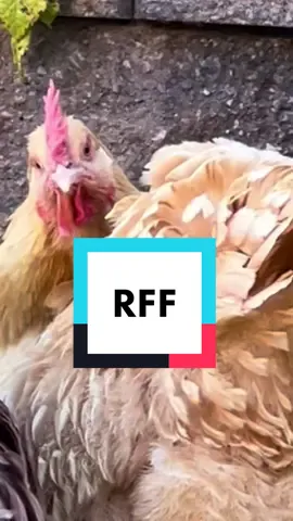 A BIG case of #restingfloofface #rff #rbf #floof #floofy #fluffybut #fluffybutter #butterthechicken #fyp #funnyfaces #cuteanimals #chickentok #floof 