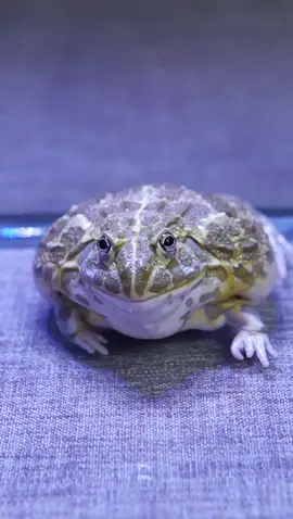 African_Bullfrog_Eats_Lizard!_Warning_Live_Feeding