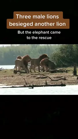 Three male lions besieged another lion#wildanimals #wild #lion #fight #foryou #fyp 