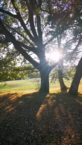 #tree #chêne #foret #forêtvibes #ancrage #ancrageenergetique #gers 