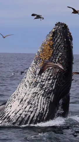 This lunge-feeding behavior happened yesterday right out of Moss Landing during our 3-hour-long morning trip. The sky was dreamily looking right along several humpback whales we came across! What a day!  🐋Book your trip now using the link in bio!  #whalewatching #whale #tail #lunge #eat #breach #jump #fly #news #media #lunges #wildlife  #montereycalifornia #coast #cali #sunset #boat #dolphins #tiktokviral  #friends #friendly #california 