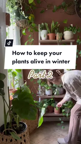 For the most part I just let my plants be during the winter 🌱   #plants #plantsoftiktok #plantmom #plant  #plantcollection #plantmom #plantlife #PlantLover #plantlove #plantsmakepeoplehappy #plantcommunity #plantas #plantlady #plantgang #plantaddict #planttiktok #PlantTok #houseplants 