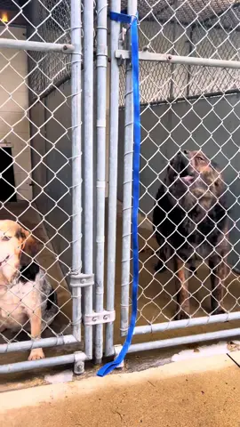 Contact the Wayne County Dog Shelter for more info. Www.waynedogshelter.org #fyp #foryou #dogvideo #shelterdog #rescuedog #adoption #ohio #woosterohio 