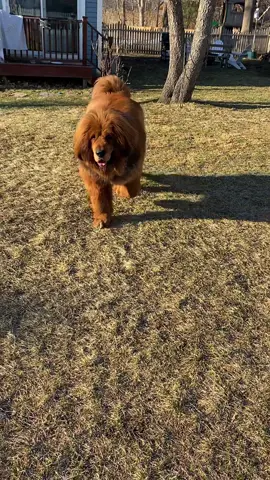 Is it the hair or the bod though? #tibetanmastiff #fyp #4u