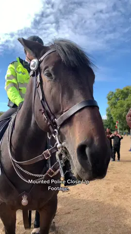 Mounted Police Close Up footage,  #mountedpolice #fyp #foryou 