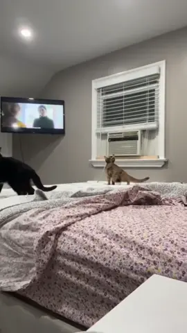 Pusingan baru orang bodoh akan datang🥰#silly #cure #happy 