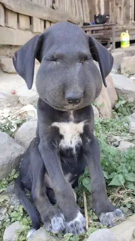 Poor dog stung by bee. From yykun Douyin. #fyp #fypシ #beedog #dog #dogsoftiktok #pet #pets #beesting #bee #PetsOfTikTok #dogs 