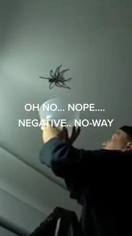 Guy trys to catch a giant spider. FAILS horribly!! 