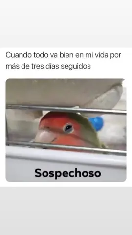 #sospechoso #loro #navidad #meme #rojo #verde 