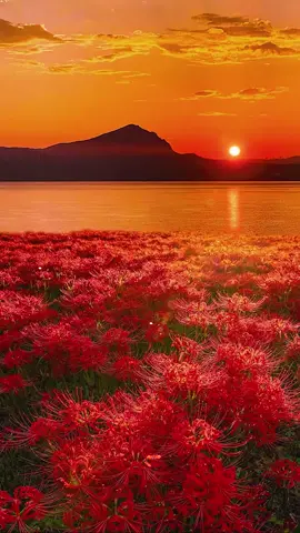 Những người thích hoa bỉ ngạn thường là người rất dễ tổn thương #landcape #wallpapers #livevideo #livevideowallpaper #livewallpaper #background #tamtrang #videowallpaper 